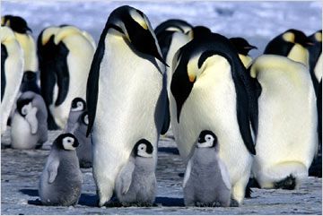 Imagem 5 do filme A Marcha dos Pinguins
